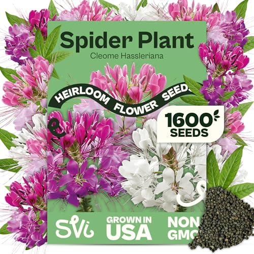 SVI 1600 Spider Plant Seeds (Cleome hassleriana) Cleome Spider Pink Flower Seed Packets Bulk Wildflower Seed Heat Tolerant Wild Flowers Annual Cut Flower Seeds for Outdoor Garden Flowers Beds