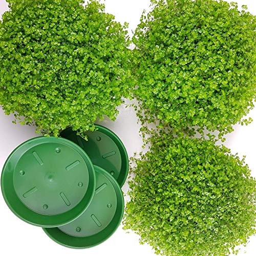 3 Bubikopf + mit 3 Untersetzer. A1 Qualität MPS kontrolliert Unsere...