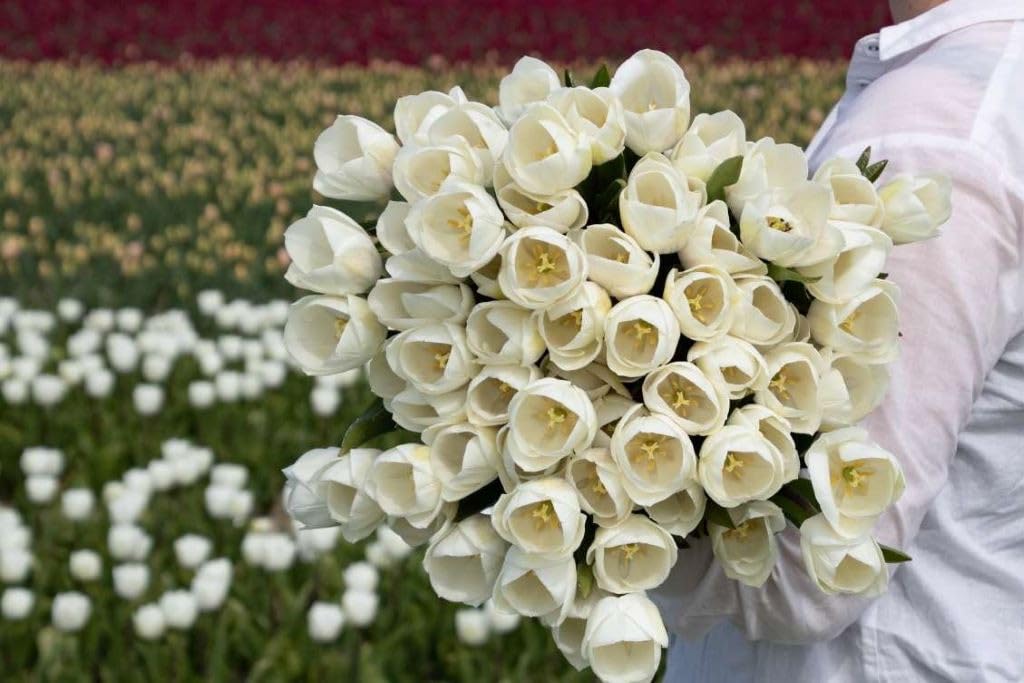 Tulipa Royal Virgin - BIO 50 Tulpenzwiebeln aus Holland