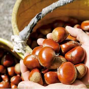 kamameさまご予約専用 大分県産 銀寄 生栗 3kg kamameさまご kamameさまご予約専用 大分県産 銀寄 生栗 3kg kamameさまご