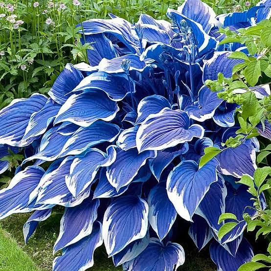 Image of Hosta Seeds For Planting (200 SEEDS) Low Maintenance - Grow Indoor /Outdoor Both - Grow Year Round (BLUE MAGIC)