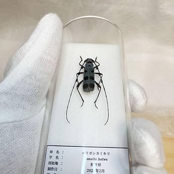 美品　昆虫標本２匹　テナガカミキリ　ケース付き 昆虫標本】ゴマダラカミキリ飛翔 ガラスケース入り｜Yahoo