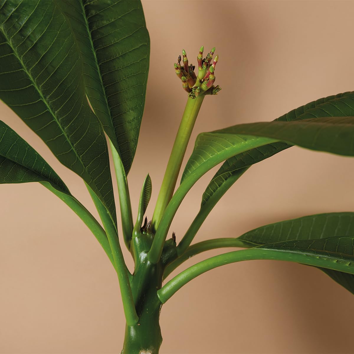 Bloomique Plumeria Frangipanier Arbre du Temple Plantes d'intérieur fleuries parfumées Hauteur 60-70 cm Pot 17 cm