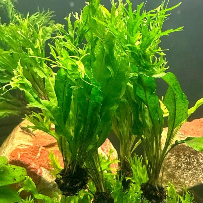 Aquatic Fern Java Fern Live Aquarium Plant Microsorum Pteropus Leptochilus Pteropus for Planted Aquarium & Cherry Shrimp Grazing Colony 10-20 Cm Size (5 Healthy Live Farn Plant)-image-40