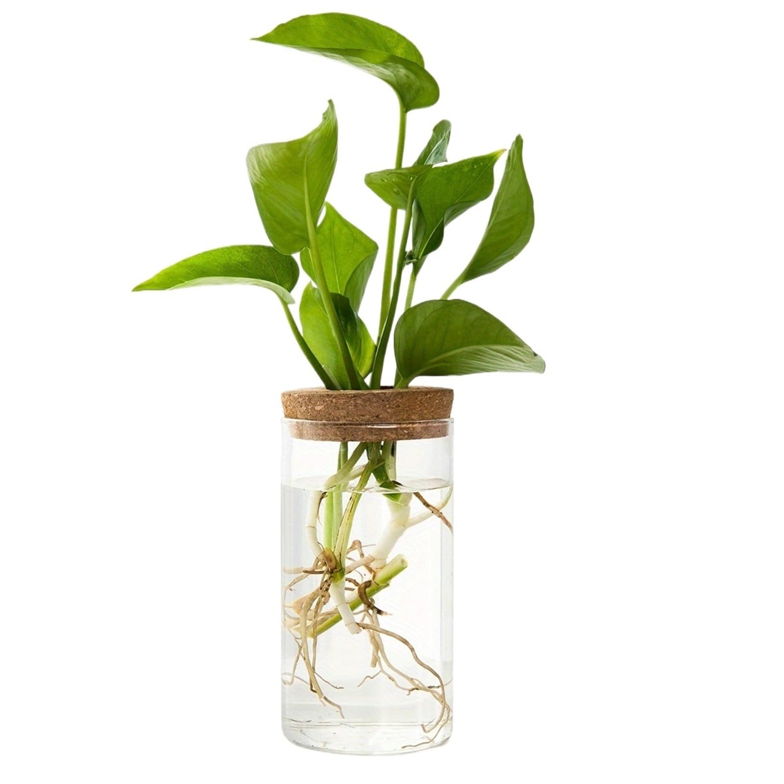 Vase Hydroponique Verre Verre Transparent hydroponique Vase1-2Home Bureau Plante Verte enracinement conteneur décoration Ornement(6.5X12CM 2PCS)