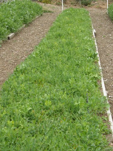 'Protect & Fertilize Green Cover Crop Blend' Scatter Garden Seeds #TOP4