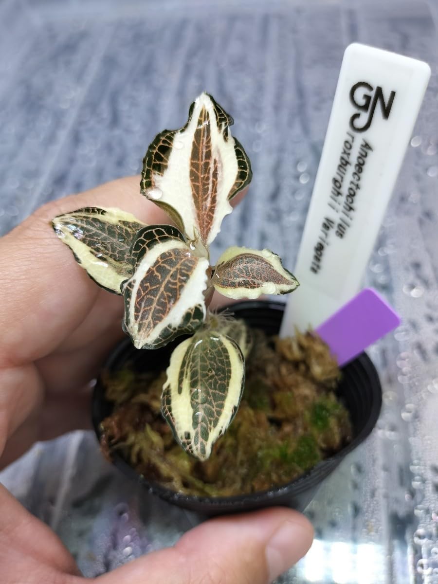 Anoectochilus roxburghii Variegata Anectochiras Roxburgie