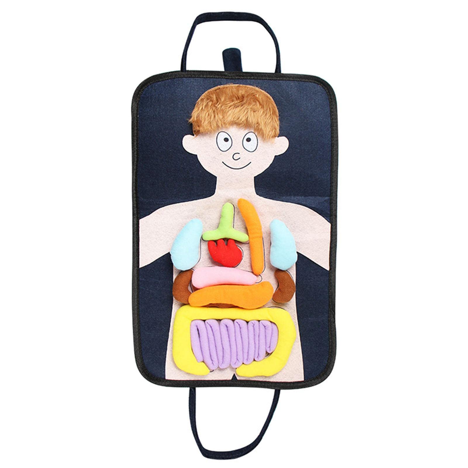 Buy fdsfa Human Body Anatomy Toy BusyBoard Preschool Educational Organ