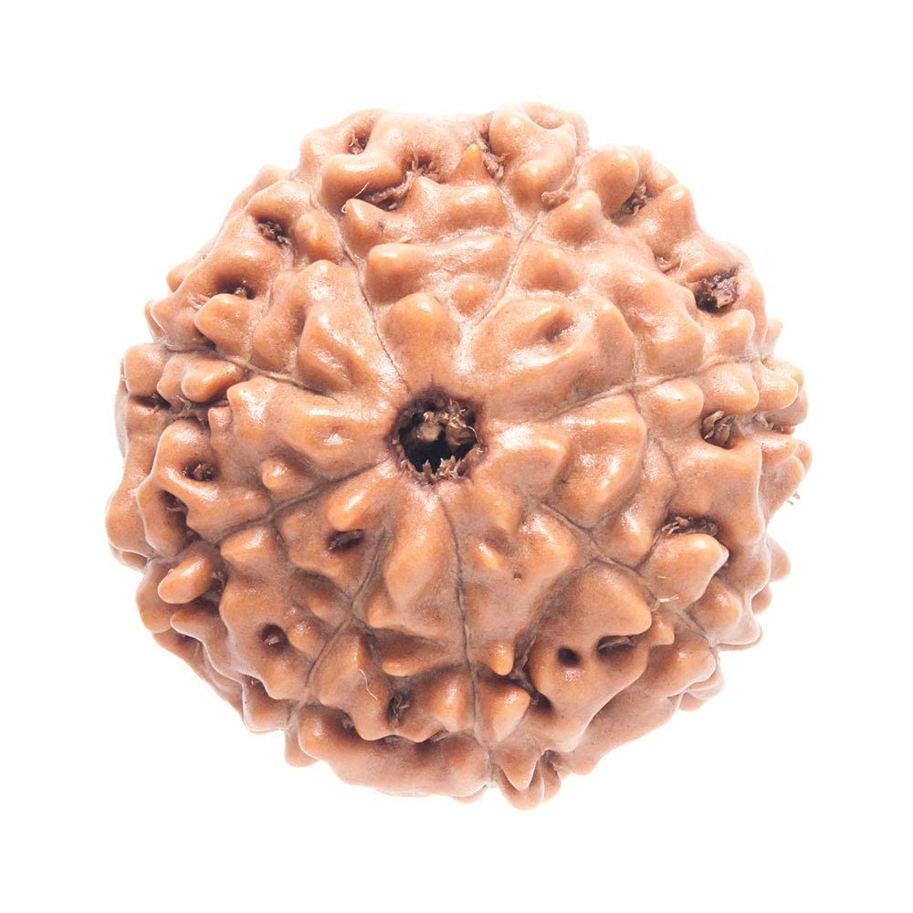 9 Mukhi Rudraksha authentique et rare perle sacrée à neuf faces