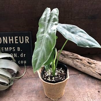 Amazon｜ロンギロバシルバー アロカシア 希少品種 観葉植物