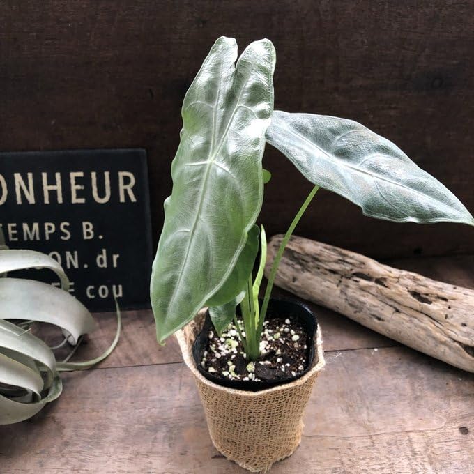 Amazon｜ロンギロバシルバー アロカシア 希少品種 観葉植物｜観葉植物