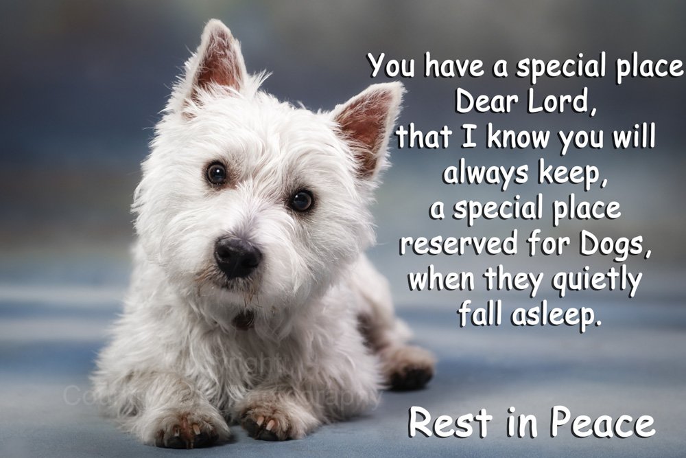 Westie West Highland White Terrier Fridge Magnet - pet Bereavement Memorial Gift