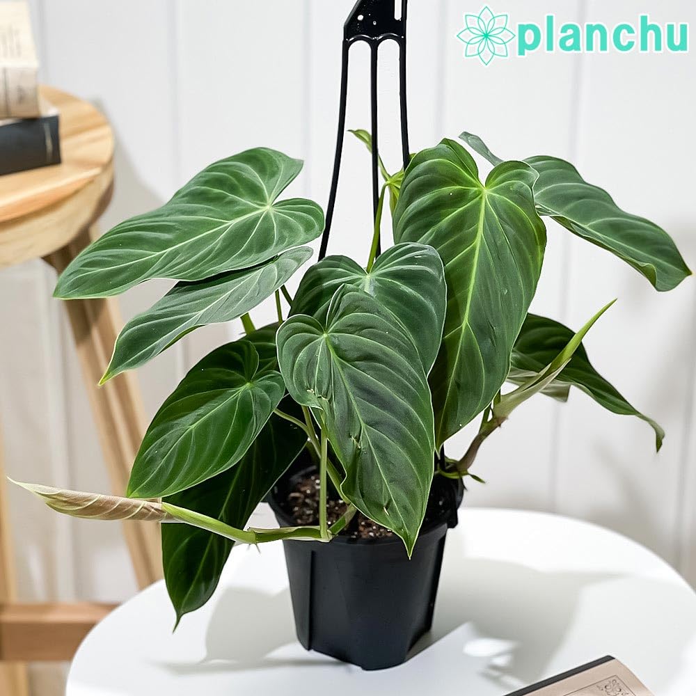 Amazon.co.jp: PLANCHU 観葉植物 フィロデンドロン グロリアス 4号吊り