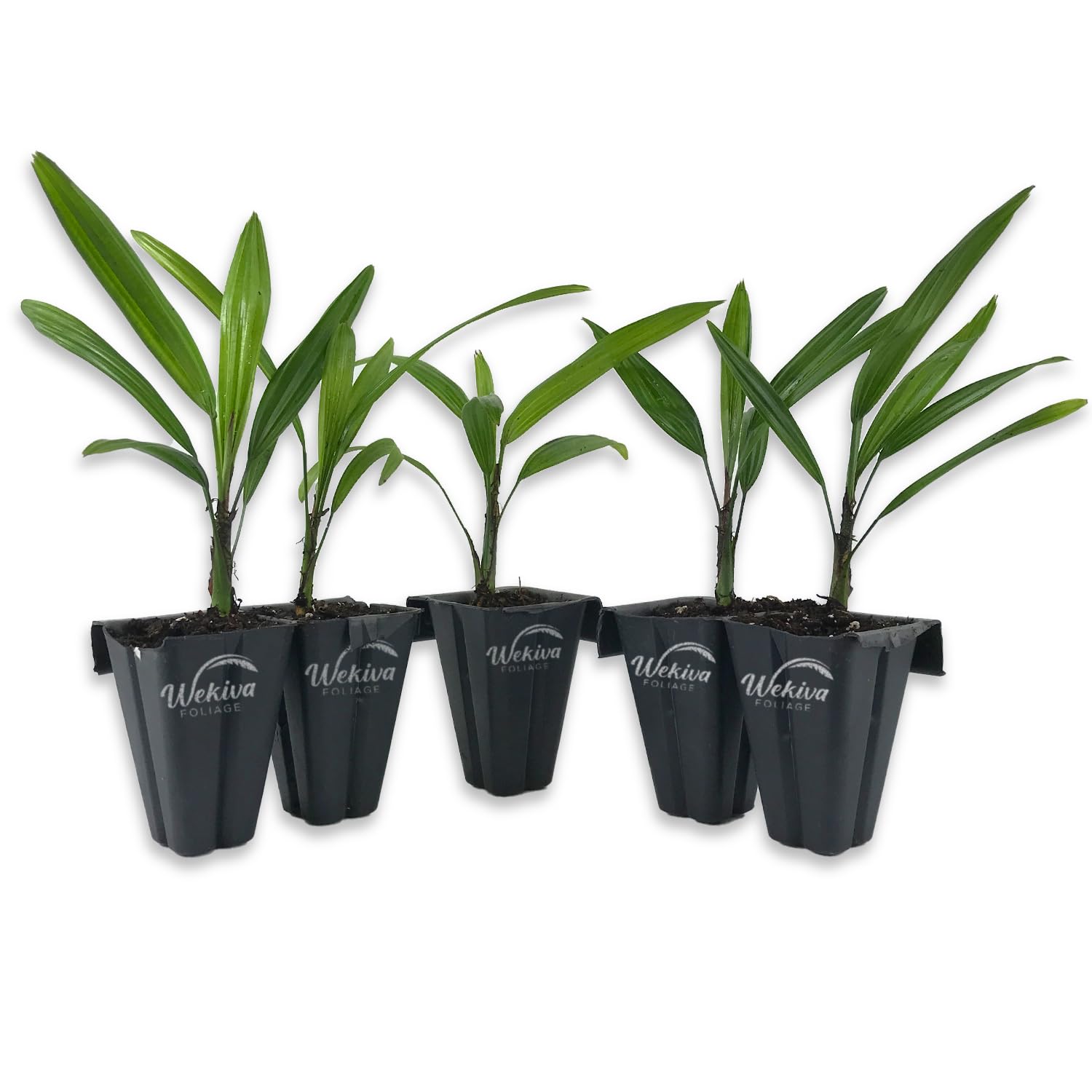 Amazon.com : Lady Palm - 5 Live Starter Plants in 2 Inch Pots