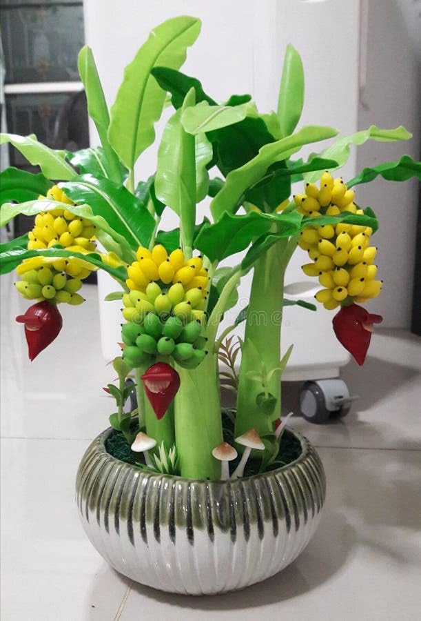 JR Service* Sweet And Yellow Small Banana Fruit Live Plant. Original Quality Indoor And Outdoor Fruit Plant. Gives fruit in 6 months. (B0D9H5LM5Y) Amazon Price History, Amazon Price Tracker