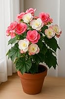 CZGrain Begonia Bulbs Indoors (3 Pack) - Vibrant Dahlia-Like Winter Blooms Year-Round, Easy-Grow for Pots, Desks & Gifts
