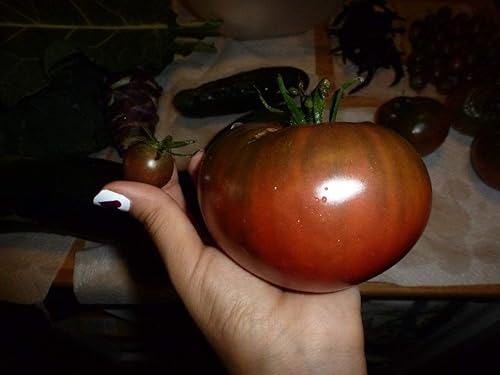 Miniatura 4 de 1239-Monster Tienda Black Tomato (Solanum lycopersicu) Semillas de Robsrareandgiantseeds UPC0764425789222 Sin OMG, orgánico, cultivador