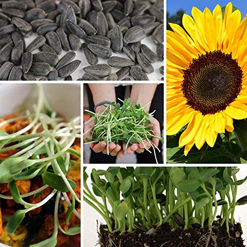 1.5 Lb Organic Non-Gmo Black Oil Sunflower Microgreens Seeds And Sprouting Seeds (Shell On) - Edible Sun Flower Micro Green Seeds, Organic Sprout Seeds, Seeds For Sprouting, And Sprout Mix #TOP3