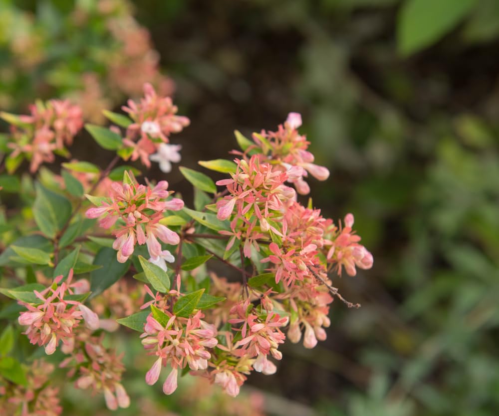 Abelia Plants, Abelia Grandiflora 'Sunshine Daydream', 1 x Full Plant in 3 Litre Pot, Perennials, Abalias, Outdoor Plants, Garden Ready and Ready to Plant, Premium Quality Garden Shrubs