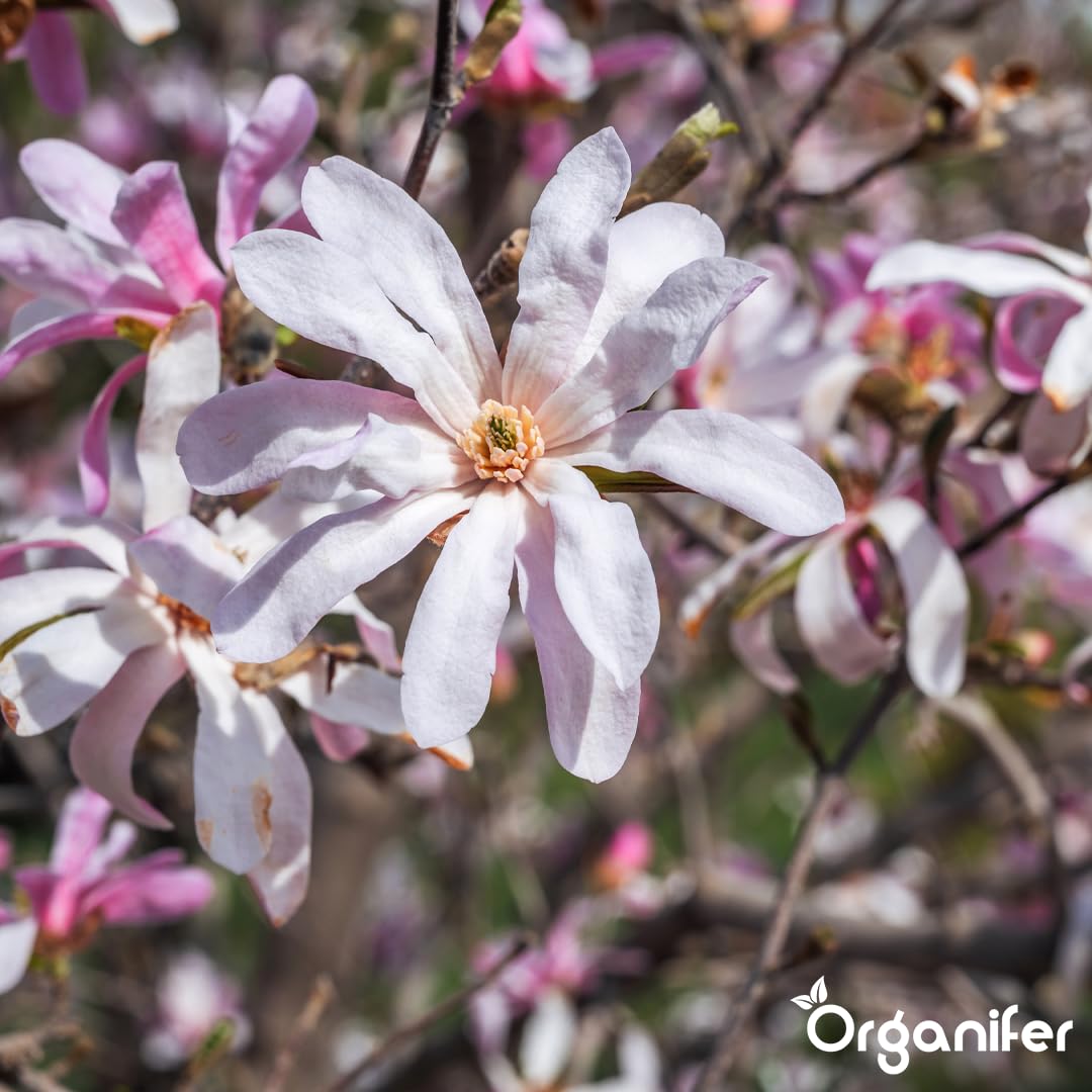Fertilizzante Liquido Per Magnolia Stellata 3L – Concime Organico Per Fioritura Elegante E Fogliame Sano – Rafforza Radici E Crescita Sana – Organifer