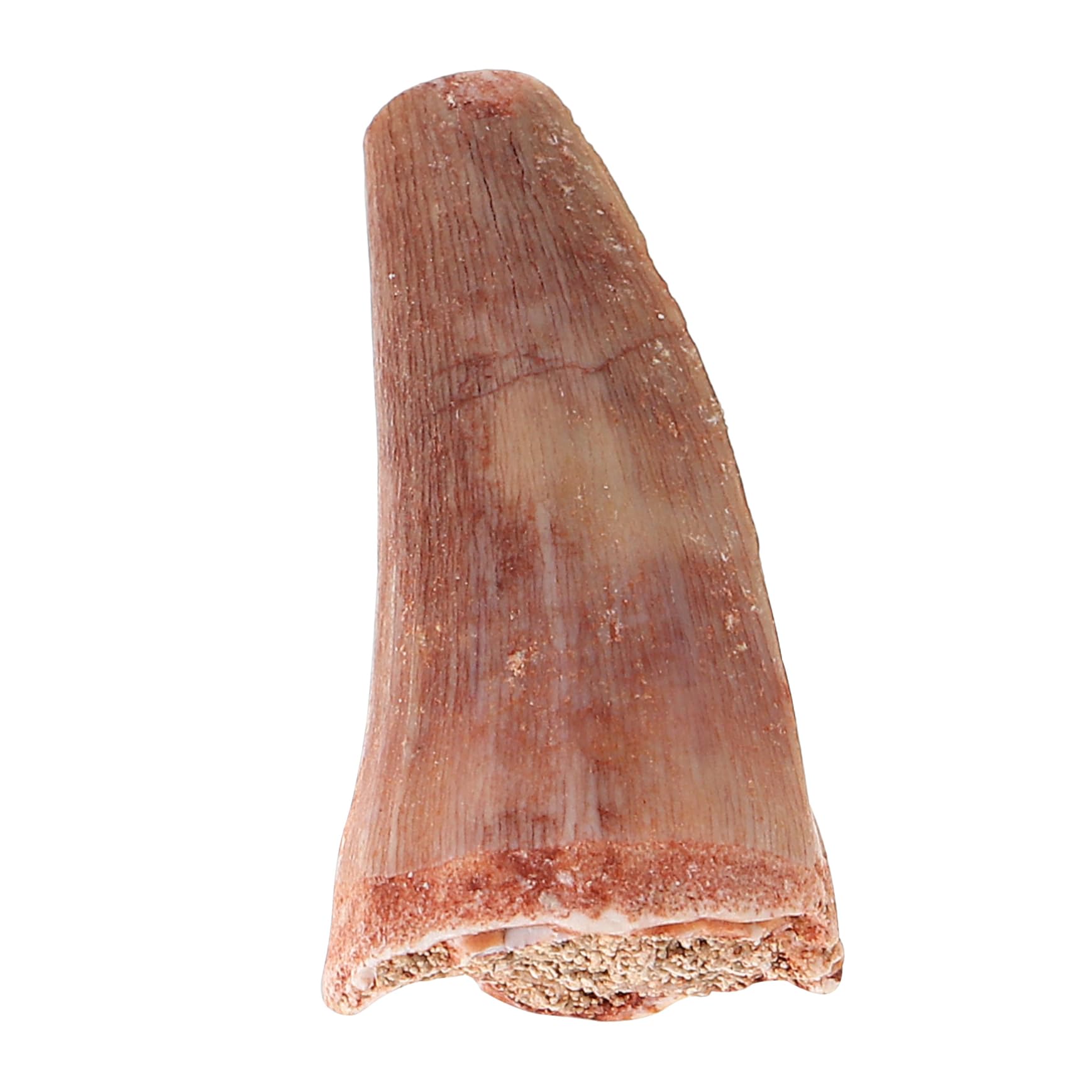 BESPORTBLE Education Genuine Fossilized Dinosaur Tooth Model for Dino Lovers Museums