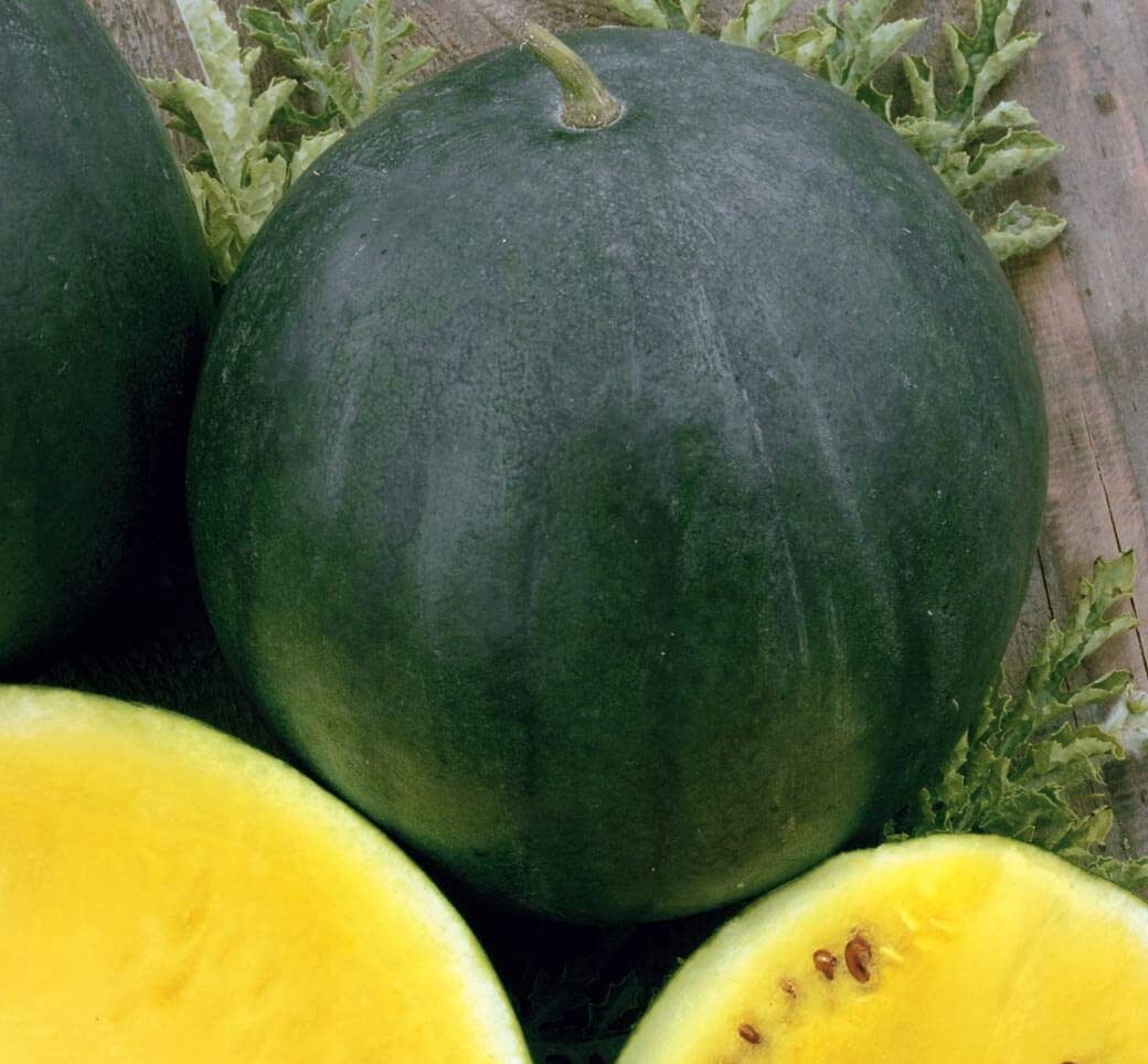 See full amazon price history chart for Golden Hills Farm Hybrid yellow watermelon 10+ Seeds Golden Hills Farm Hybrid yellow watermelon 10+ Seeds (B0973JSHRQ) Amazon Price History, Amazon Price Tracker