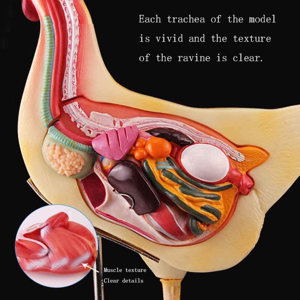 Huhn Tiermodell Anatomie Anatomisches Modell -Abnehmbare Huhn Anatomie Modell - Anzeige Der Medizinische Ausbildung Modell Zu Studieren, 3D-Puzzle