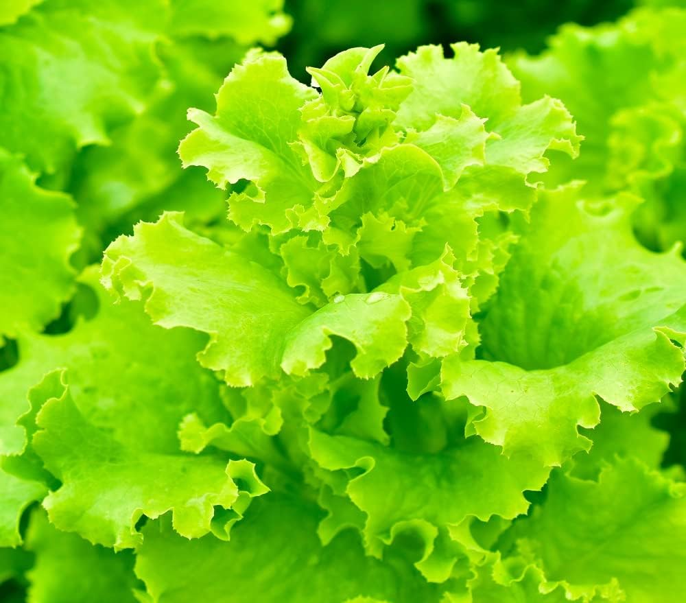 Black Seeded Lettuce Seeds | Lettuce Seeds for Planting Home Gardens | Heirloom & Non-GMO | Planting Instructions Included
