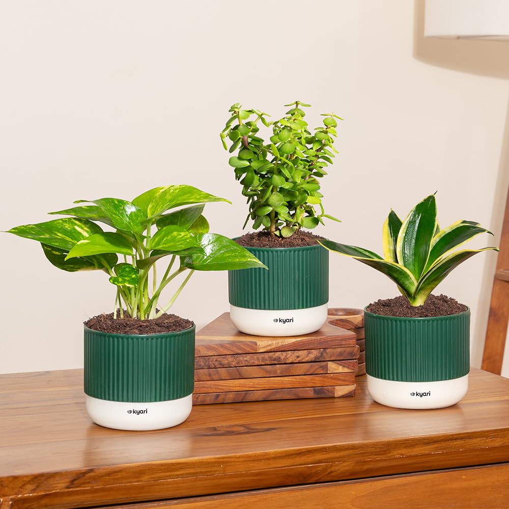 Kyari Combo of 3 – Lucky Jade, Golden Hahnii & Money Variegated with 3.5″ Mylo Self-Watering Pot – Green-image-32