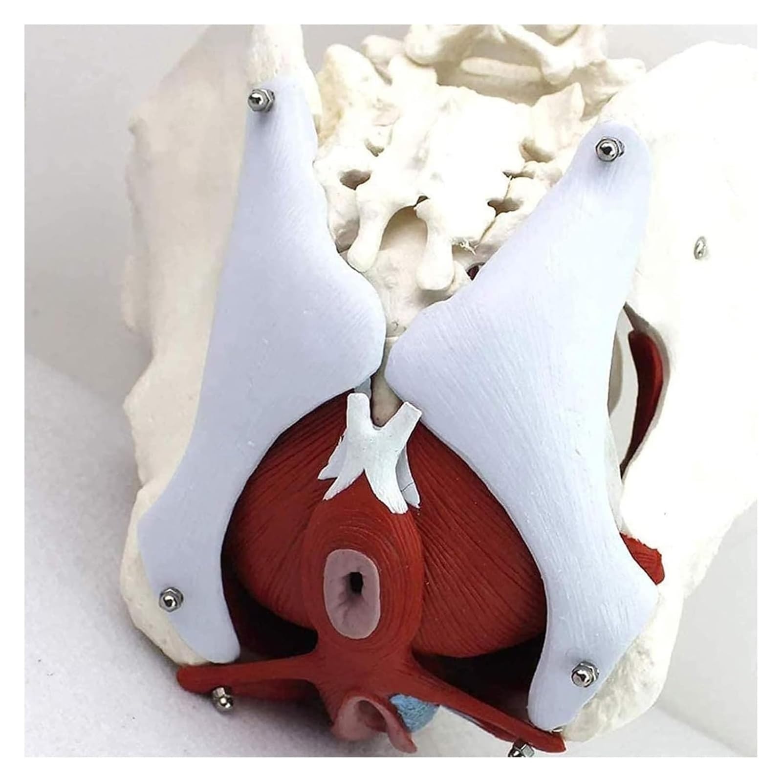 HZFAIGLL Men's wear Atrophy Urine Collection Container, Includes Diaper and Silicone Urine Collection Cup