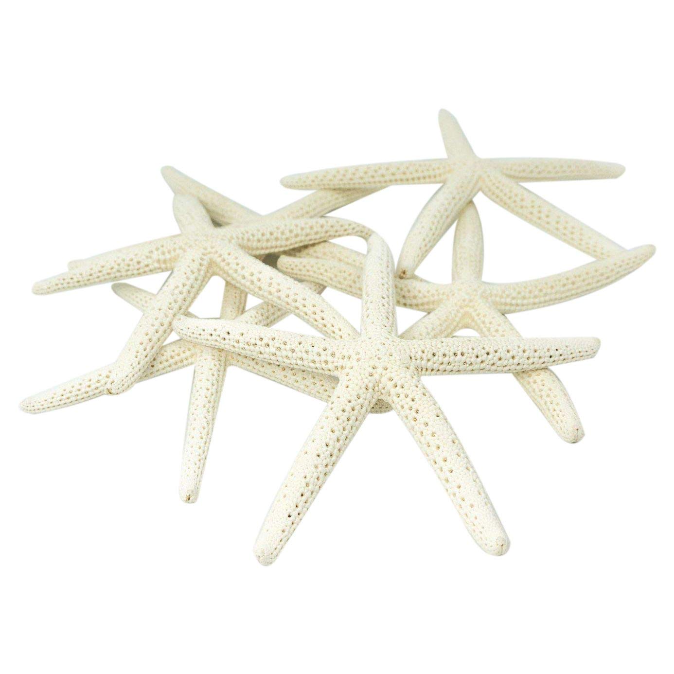 Xtahdge 12 Pieces White Finger Starfish 5-10cm Five Finger Decorative Starfish
