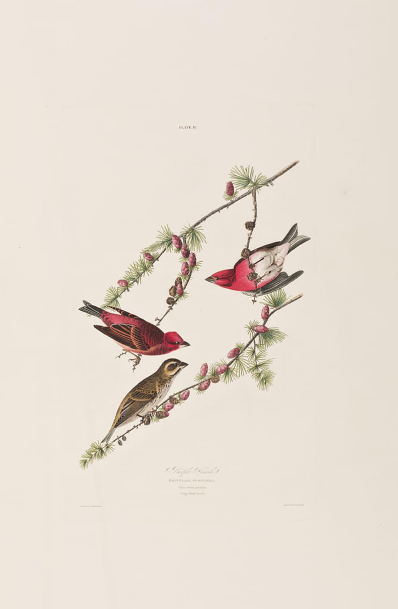 Artxlxxbn No Frame Famous Painting Canvas Artwork Graffiti Print Illustration From Birds Of America By John Jamess Audubon Portrait Canvas Image For Home Decor 60X90cm