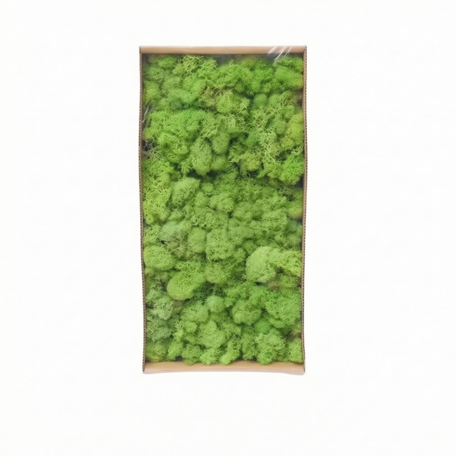 Artificial Decorativo Preservado , Verde Claro De Musgo De Cuerno De Ciervo 3