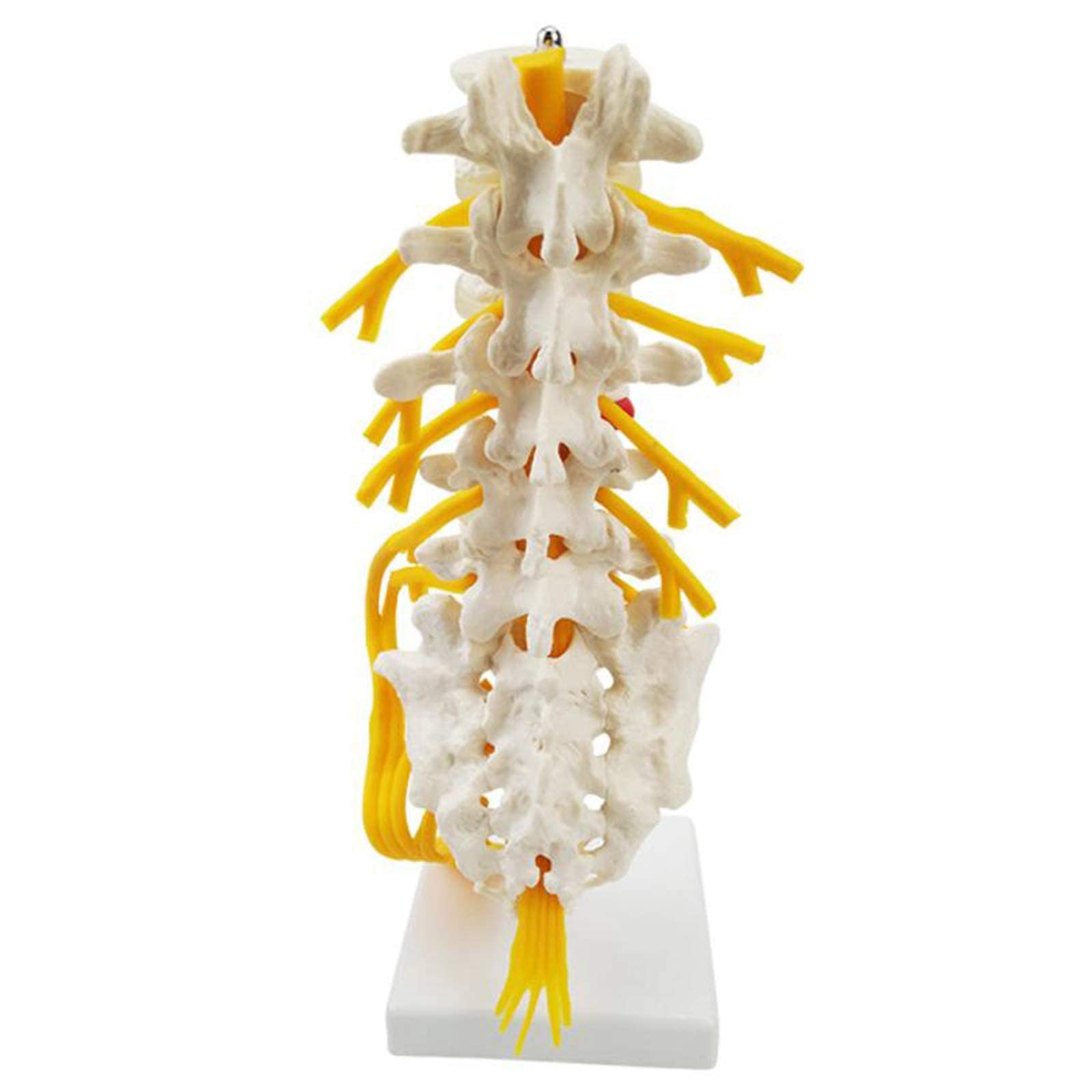 Buy 5Section Lumbar Model Lumbar Vertebrae Anatomy Model Spine Model for Chiropractor