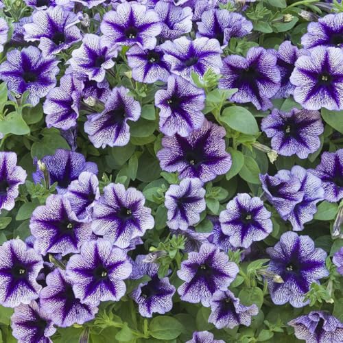 Plant Theory Petunia Designer Royal Lace Bedding Plants 9cm Pot
