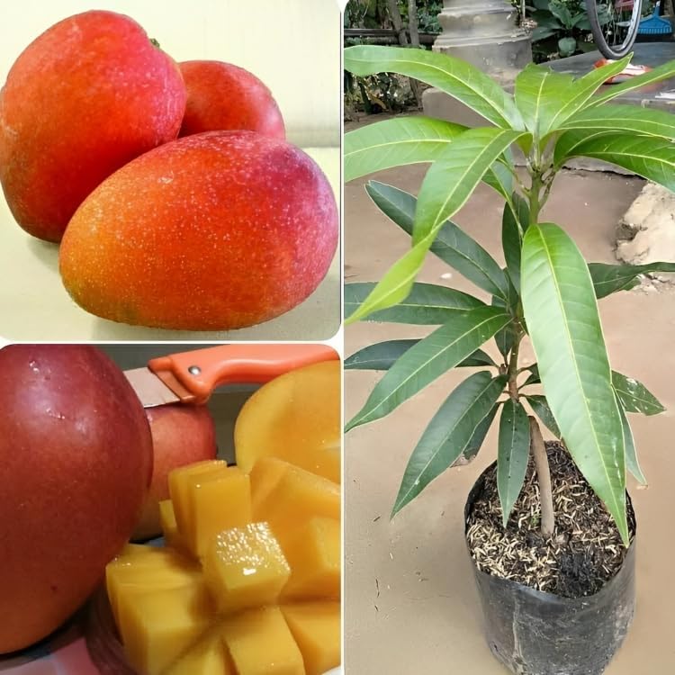 Native Earth Pusa Arunima Mango Grafted Plant - Hybrid Healthy Live Fruit Tree Height 3 Feet, Pack of 1 Plant (B0C3K9V4FN) Amazon Price History, Amazon Price Tracker