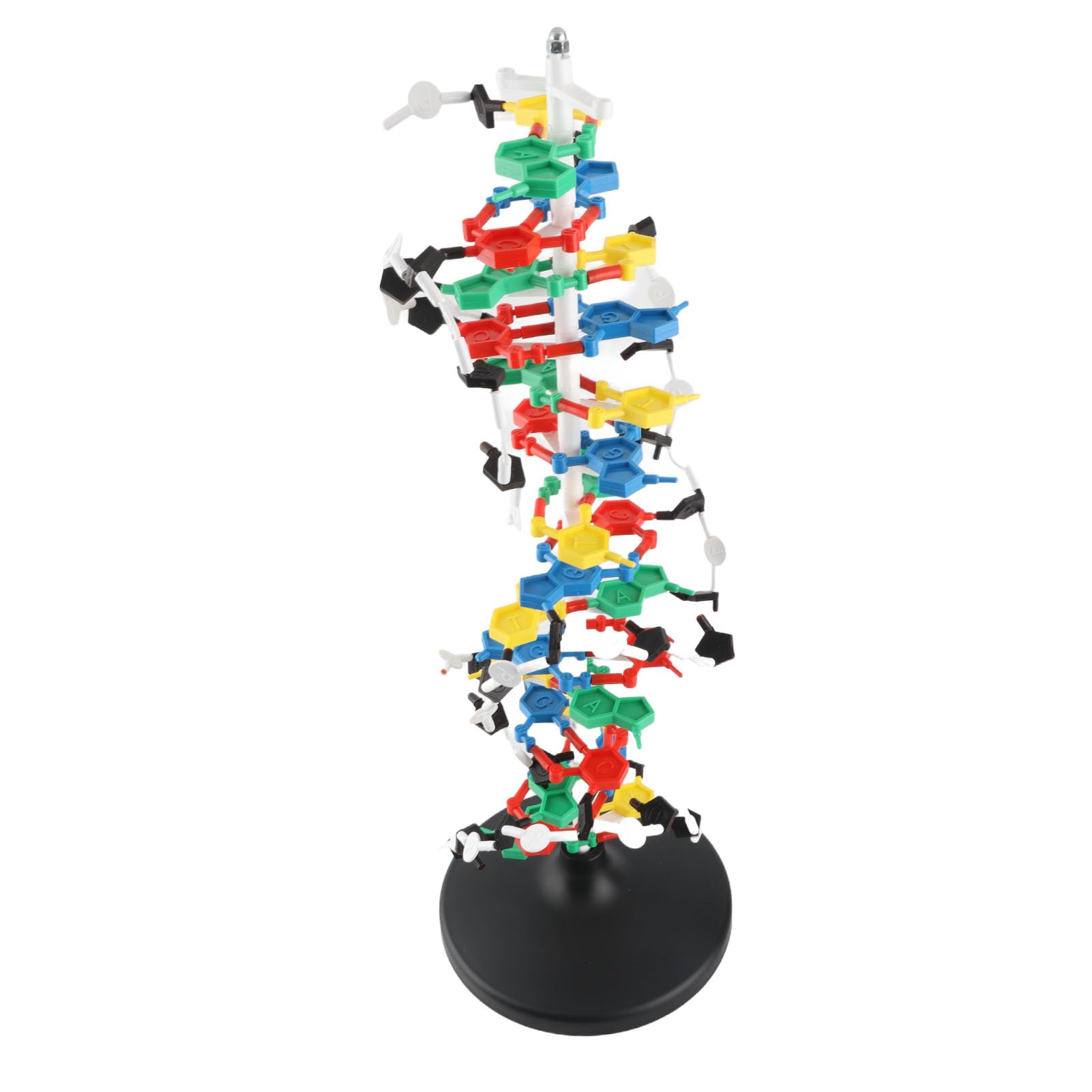 Modelo de Estructura de ADN de Plástico, Herramienta Educativa Detallada de Doble Hélice para Clases de Biología, Diámetro de 10A