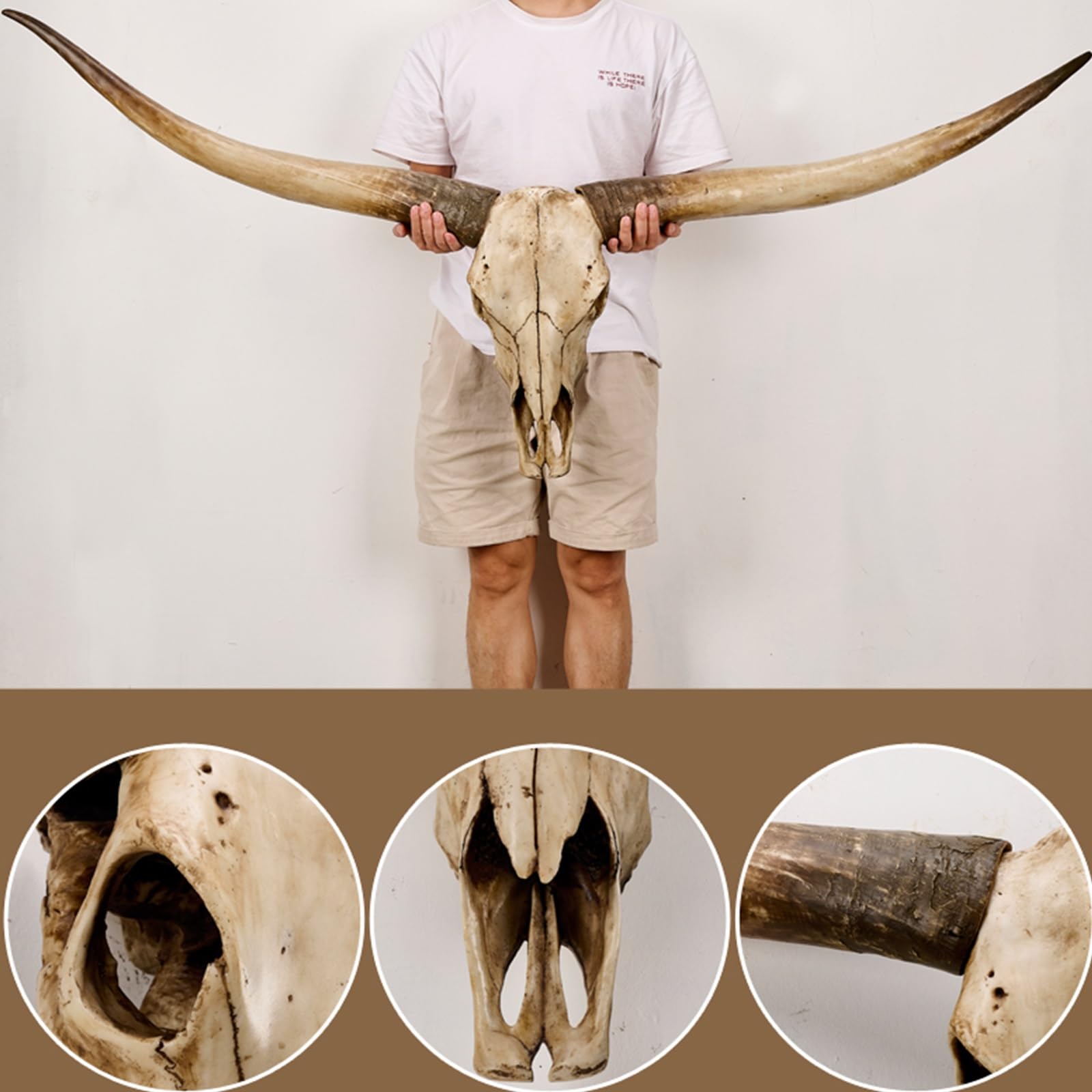 Decoración de pared con cuernos largos de 70 pulgadas,cráneos de animales,cráneo de cuernos largos, cráneo de vaca, cráneo de animal real, decoración de pared con cabeza de animal, taxidermia falsa(Br