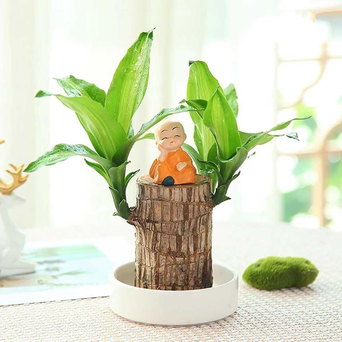 Amazon.com: Brazilian Lucky Wood, Brazil's Lucky Tree Doesn't Need to Wait  to Sprout, Hydroponic Stump for Purifying Indoor Air, Office Desk  Decorations Plant Pot (A) : Home & Kitchen