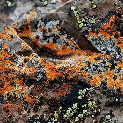 Sebastian Mullaert & Tonhalle Orchester Zürich