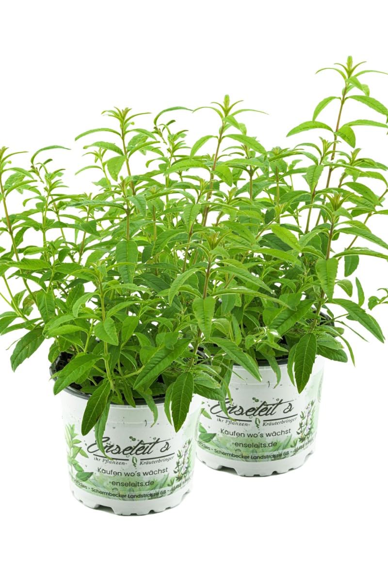 2er Set Zitronenstrauch, Zitronenverbene, Aloysia citrodora, Kräuter Pflanze