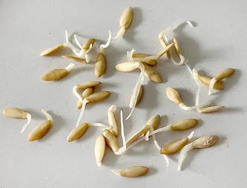 Miniatura 2 de Más de 30 semillas de pepino persa Beit Alpha (también conocidas como libanesas) Heirloom Non-GMO crujientes fragantes de Estados Unidos