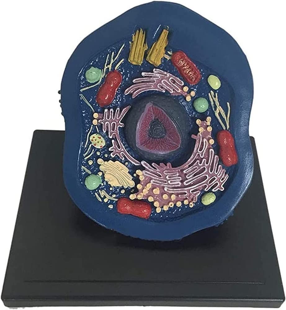 Modèle éducatif d'anatomie cellulaire animale – Spécimens microscopiques pour l'enseignement et l'apprentissage de la structure et de la fonction cellulaires