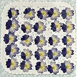 コンパクト 押し花 バーベナ 少量パックにしてお届け (ツートンブルー・25枚)