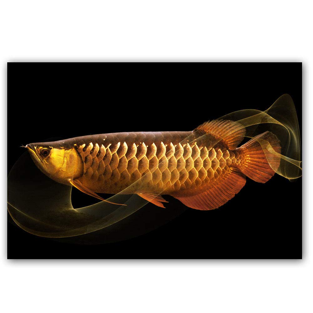 Amazon.co.jp: ゴールデンレッドアロワナ魚キャンバス壁アートパネル