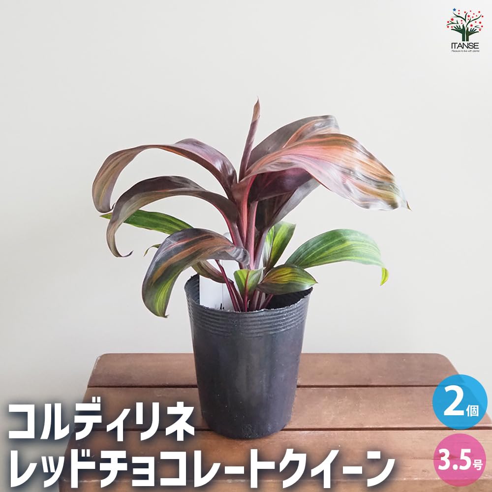 Amazon｜ITANSE コルディリネ レッドチョコレートクイーン