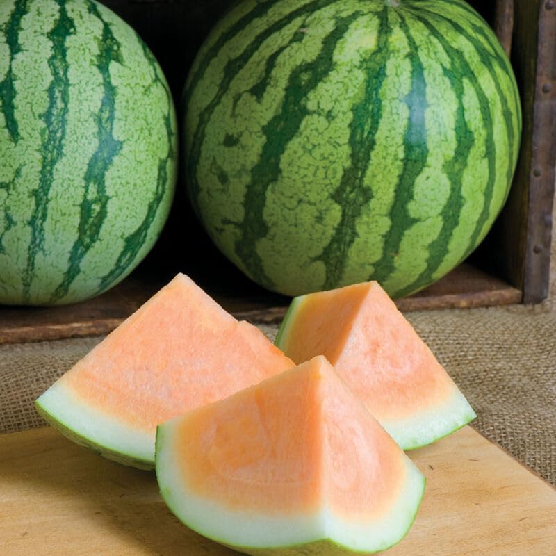 Heirloom Orange Crisp (F1) Watermelon Seeds For Planting-(100 Seeds)