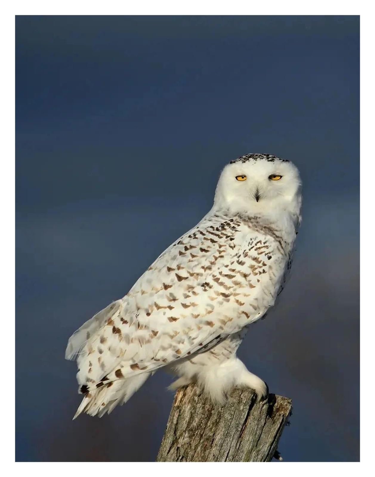 Xenite K Wall Art Canvas Prints Classic Majestic In Forest Photography Posters Prints Polar Owl Canvas Painting Wall Art Picture Home Living Room Decor(,50X70cm)