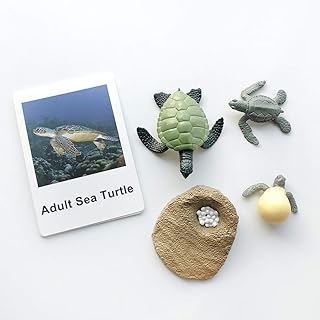 MEROCO Life Cycle of Turtle Montessori 3 Part Cards Baby Learning Toys Educational Toys for Toddlers