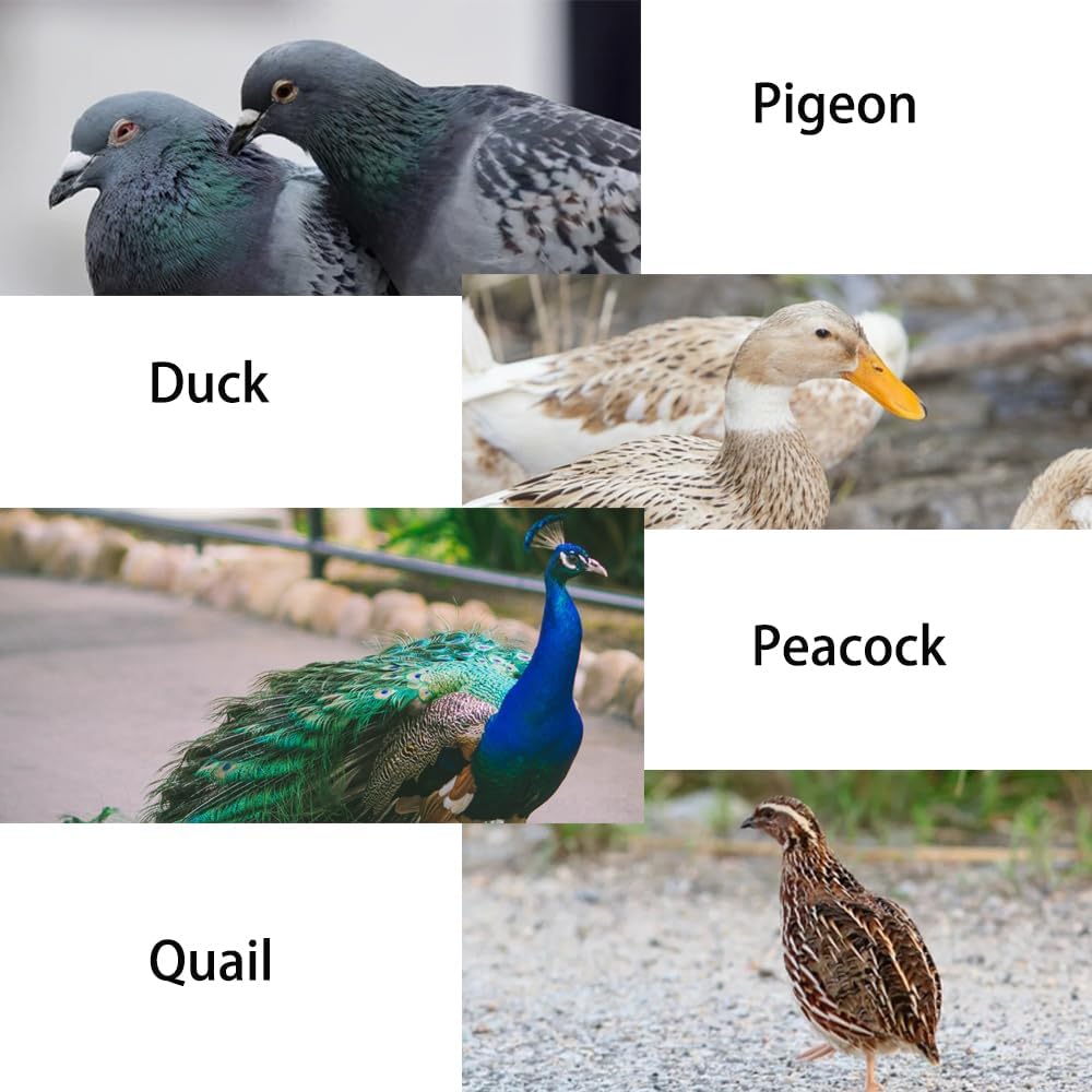 Chicken Leg Band Pliers chicken leg bands Leg Band Application Pliers For Poultry Chickens Ducks Quails Turkey Adjustable 3-speed size 20mm 15mm 10mm